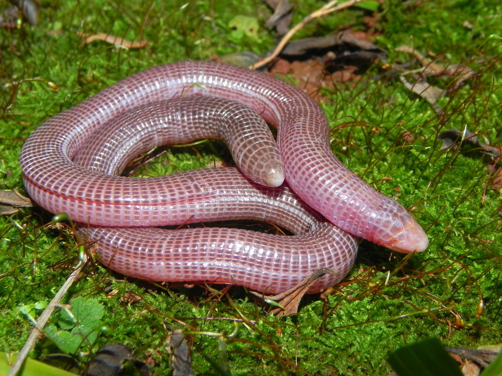 Darwin's Ringed Worm Lizard from Três Passos, Rio Grande do Sul on July