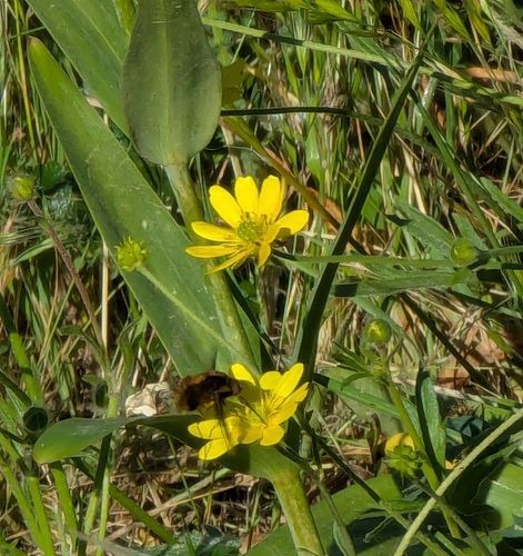 Unknown species found near San Mateo County, CA, USA