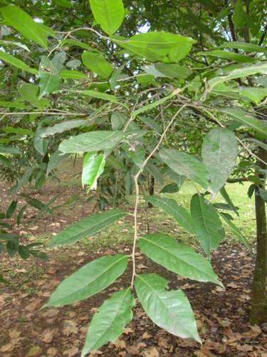 Diospyros riojae · iNaturalist