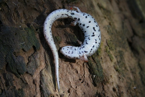 Four-toed Salamander