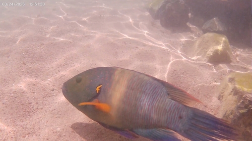 Cheilinus lunulatus