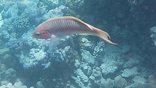 Thalassoma rueppellii