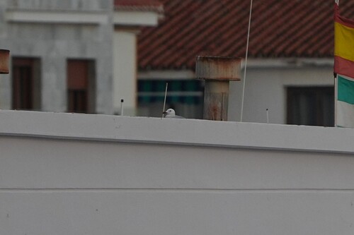 Avistamiento Gaviota de Audouin