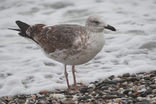 Avistamiento Gaviota Dorsinegra Menor