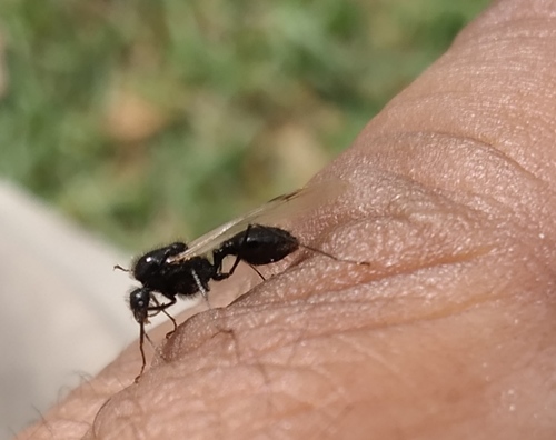 Messor Harvester Ants