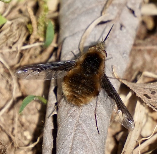Unknown species found near Qua Cir, Cherokee Village, AR, US