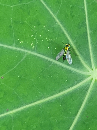 Unknown species found near Orange County, US-CA, US