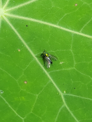 Unknown species found near Orange County, US-CA, US