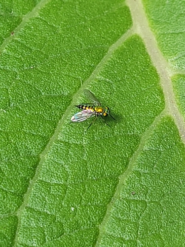 Unknown species found near Orange County, US-CA, US
