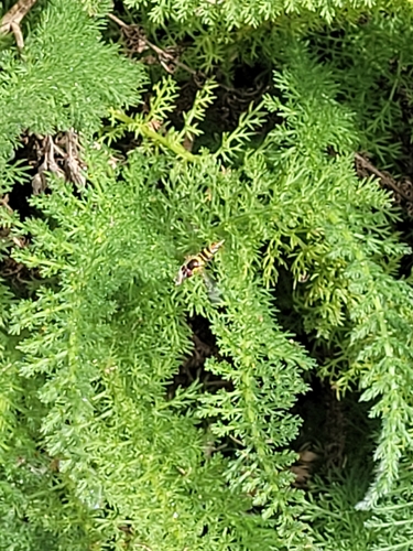 Unknown species found near Orange County, US-CA, US