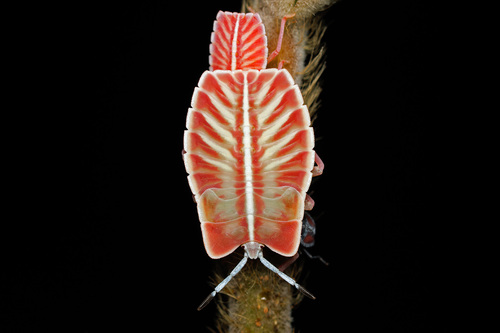 Pycanum rubens