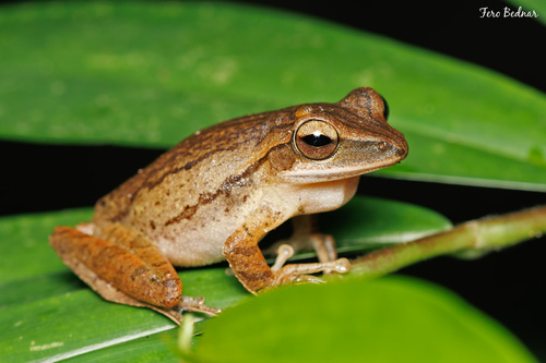 Polypedates leucomystax