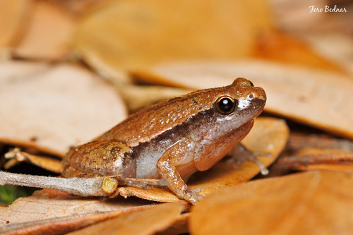 Microhyla heymonsi