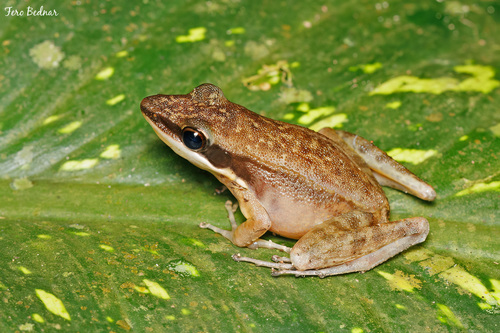 Hylarana nicobariensis
