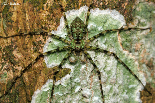 Heteropodinae