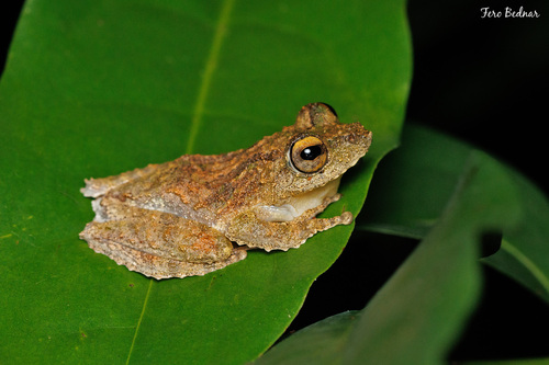 Kurixalus chaseni