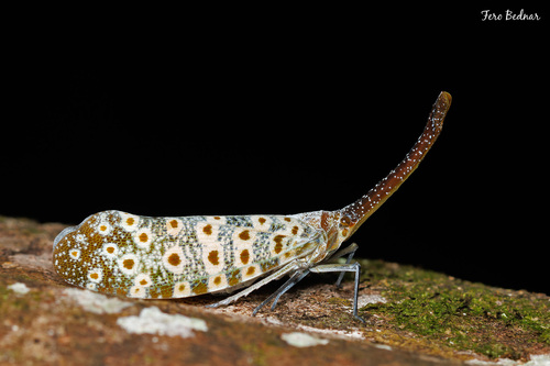 Pyrops oculatus
