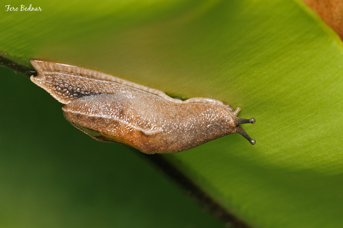 Parmarion martensi