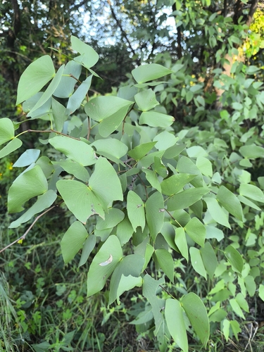 Mopane