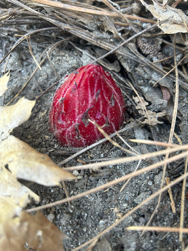 iNaturalist observation photo of Snowplant