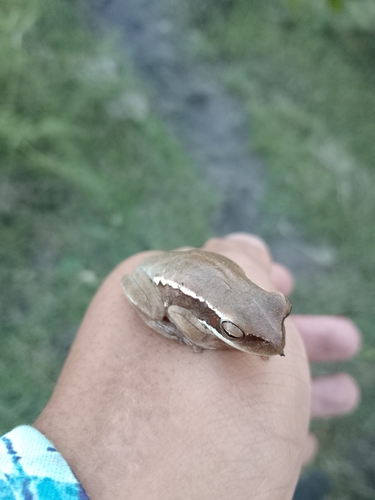 Montevideo Tree Frog