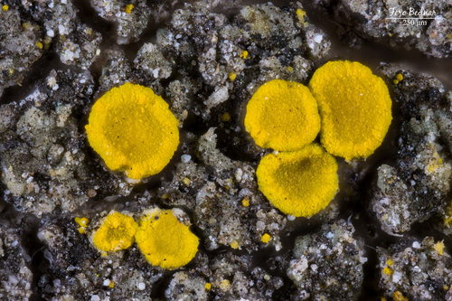 Candelariella plumbea