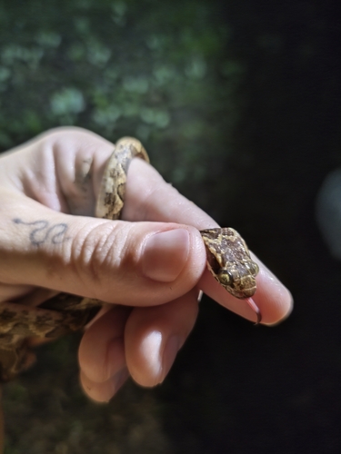 Paraiba Cat-eyed Snake