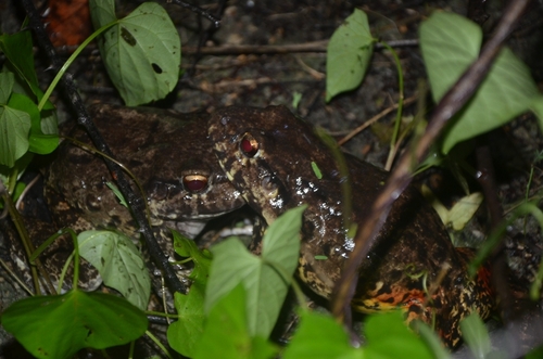 Northeastern Pepper Frog