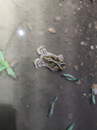 Ceará Smooth-horned Frog