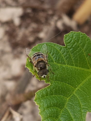 Unknown species found near Jonesboro, AR 72404, USA