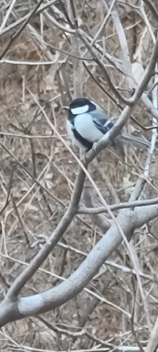 Asian Tit