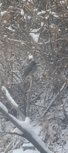 Brown-eared Bulbul