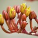 Agave aurea capensis - Photo (c) Bill Levine, kaikki oikeudet pidätetään, uploaded by Bill Levine