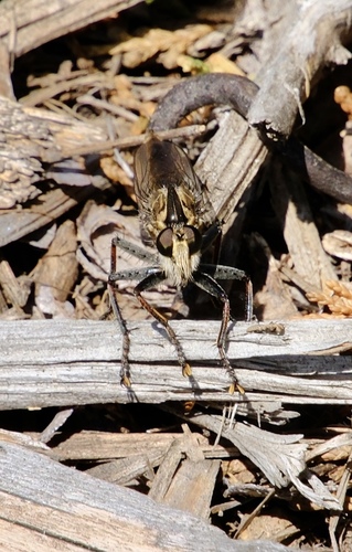 Unknown species found near Texas, US
