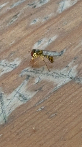 Unknown species found near Lakeside