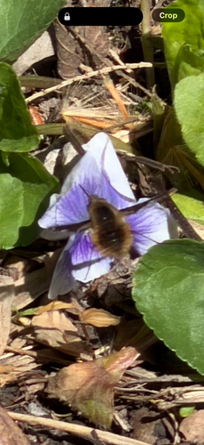 Unknown species found near Twin Creeks Science Center, TN, US