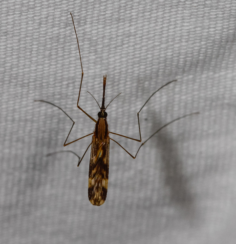 Unknown species found near GHM Nelson County, VA, USA
