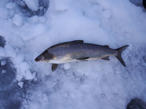 Lake Whitefish