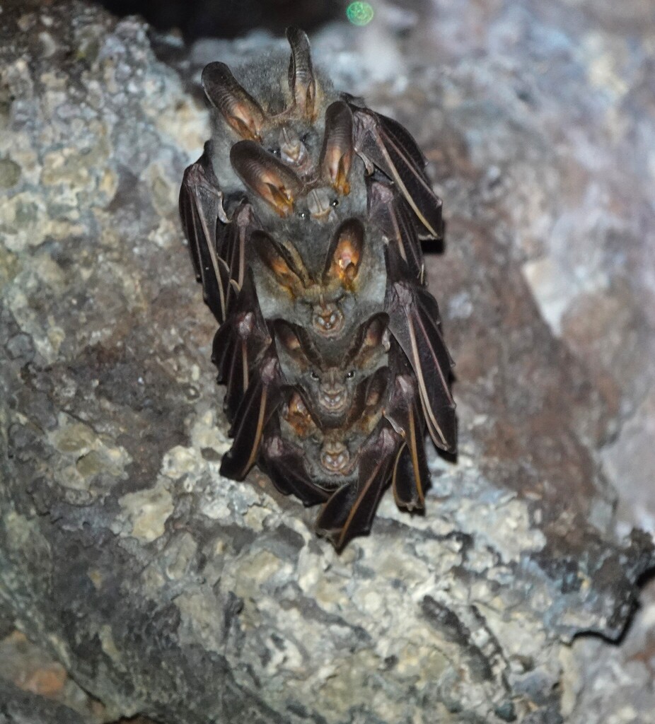 Lesser Vampire Lesser false vampire bat from Mu Si, Pak Chong District, Nakhon ...