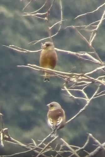 Oriental Greenfinch