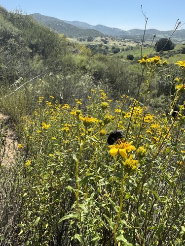 Unknown species found near Scripps Ranch, San Diego, CA, US