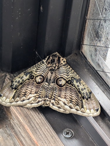 Japanese Owl Moth