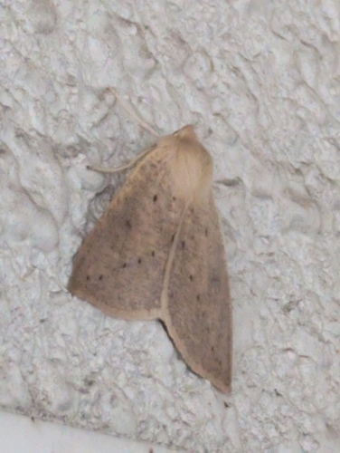 Descoreba simplex