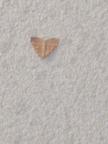 Idiotephria amelia