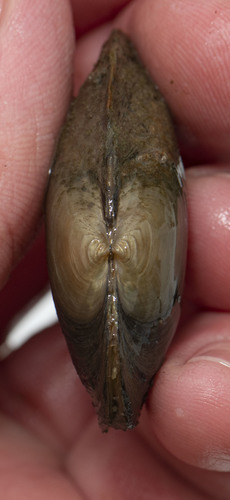 Cylindrical Papershell