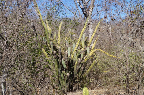 Pilosocereus purpusii