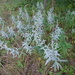 Artemisia ludoviciana ludoviciana - Photo (c) Hans Ringsak, todos los derechos reservados, uploaded by Hans Ringsak