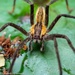 Spot-legged Bromeliad Spider - Photo (c) Laurent Hesemans, all rights reserved, uploaded by Laurent Hesemans