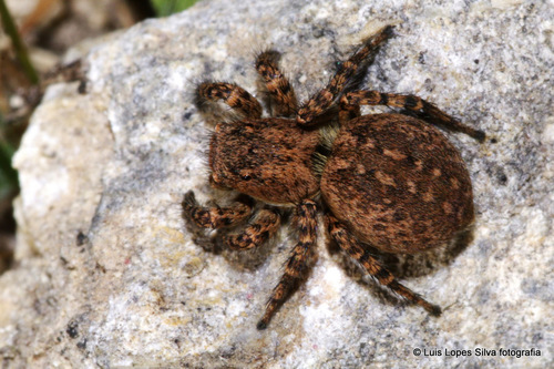 Aelurillus luctuosus