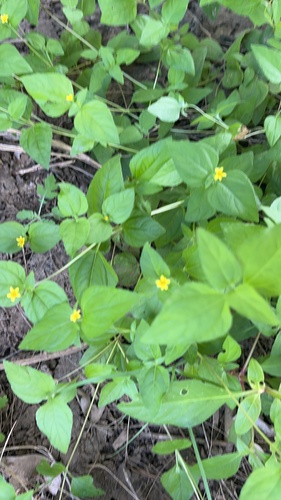 straggler daisy